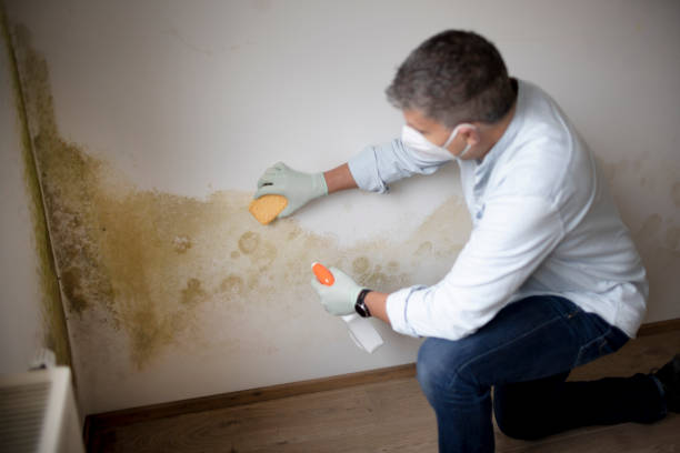 Best Residential Mold Inspection & Testing  in Mississippi State, MS