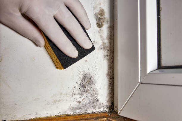 Best Biohazard Mold Removal  in Mississippi State, MS