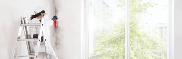 Best Environmental Consulting for Mold Prevention  in Mississippi State, MS